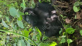 Double trouble! Endangered mountain gorilla gives birth to twins