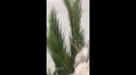 And a Possum in a Pine Tree