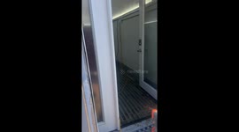 Playing Capture the Flag With Goats