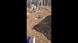 Heeler Rounds Up Fallen Leaves