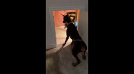 Doberman and Cat Have a Spat