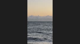 Murmuration of Starlings Above the Sea in Brighton