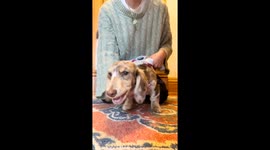 Dachshund Puppy Gets Ready for a Snowy Day