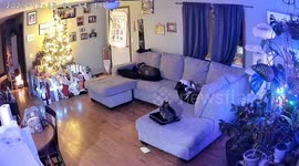 Buckwheat Falls Off the Couch