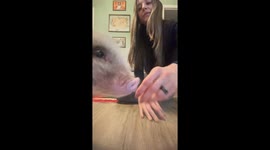 Tiny Pig Practicing His Best Tricks