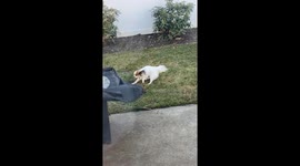 Funny Little Dog Pooping in a Windstorm