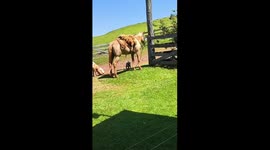 Heeler Pup Takes Horse On A Walk