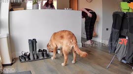 Golden Waits Patiently for Permission to Eat