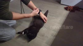 Bibs Likes Being Spun