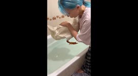 Goose Creates Bathtime Chaos