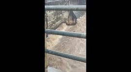 Dog Cornered Next to a Flood