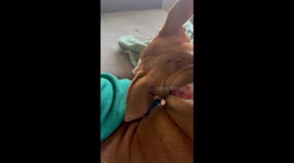 Dog Attempting to Break My Bracelet