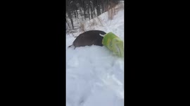 Masked Suspect Call Reveals Deer in Unusual Disguise