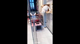 White cat confronts black cat in Jilin, China