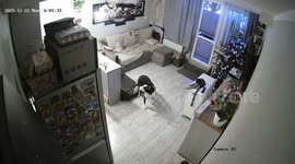 Dog startled by falling Christmas tree in Grójec, Poland