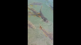 Playful fish encounter sends child tumbling into the water in Bonito, Brazil