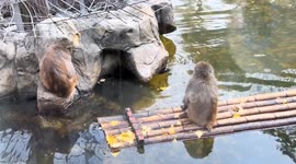 A monkey in China paddled over to comfort an isolated companion at a zoo