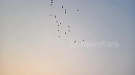 Beautiful evening and lovely bird's