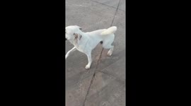 Pet dog chases car to try and go to school with little sister