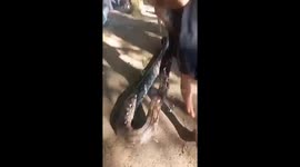 Boy, 11, survives horror python attack outside his family home in Indonesia