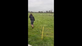 Woman rescues stranded sheep by the roadside in Ashbury, England, UK