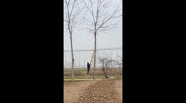 Worker narrowly escapes falling branch during ladder mishap in Jiangsu, China