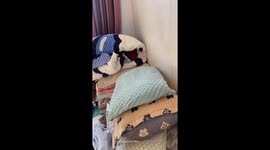 Puppy hides under a blanket during a game of hide-and-seek in Hebei , China