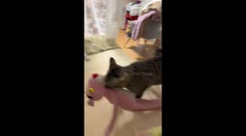 Cat repeatedly retrieves favorite Pink Panther toy in Guangdong, China
