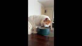 Lazy cat’s unusual way of drinking water in Zhejiang, China