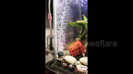 Weee! Playful crabs use bubble stream to propel themselves across fish tank