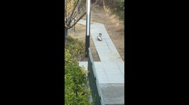 Cheeky cat seen dragging oversized fish across walkway