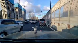 Amusing moment pigeon hitches a ride on bonnet of moving car