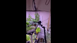 Indoor hydroponic garden shakes during magnitude 6.2 earthquake in Hiroshima, Japan