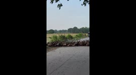 Duck army waddles across road and blocks traffic to reach farm