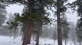 Swirling fog and snow-dusted pines at Lee Canyon, Nevada, USA