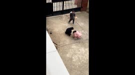 Firecracker mishap startles children and dog outside a home in Hunan, China