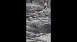 Dog slips on wet rock during mountain descent in Guangdong, China