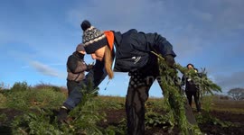 Zoo unveil adorable bear-and-cub sculpture made from recycled Christmas trees