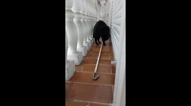 Attention, Please! This Smart Rescue Cat's Hilarious Tapping Will Melt Your Heart