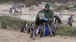 Pick up a penguin! London Zoo's animals line up for Annual Stocktake