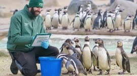 UNCAPTIONED: Pick up a penguin! London Zoo's animals line up for Annual Stocktake