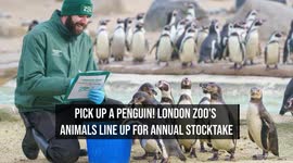 Pick up a penguin! London Zoo's animals line up for Annual Stocktake