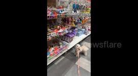 South Korea: Poodle Anna loves the toys