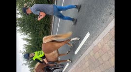 UK: Horse’s Funny Reaction to a Passing Bus