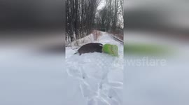 US: New York Police Rescue Deer With Bag Stuck Over Its Head