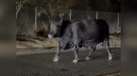 US: Escaped Cow Causes Traffic Chaos In California Neighborhood