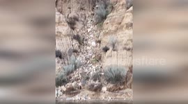 US: Men And Dog Rescued From Deadly Mojave River By Firefighters