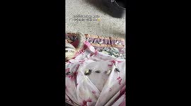 Chipmunk eating seeds from my hand