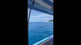 Dolphins and fish surprise tourists during boat adventure in Zanzibar, Tanzania