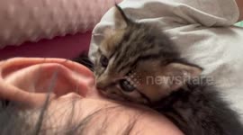 Chinese kitten licks owner’s earlobe while resting on neck